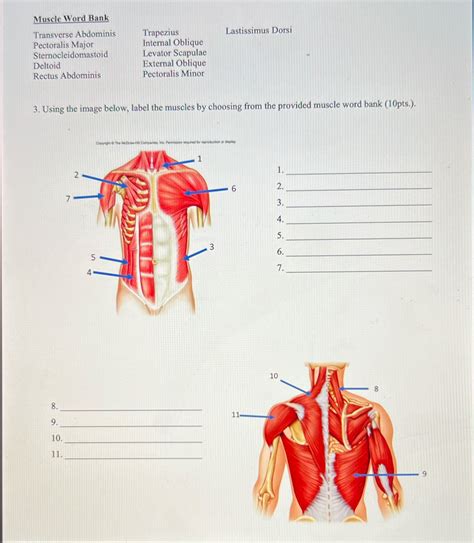 muscle word bank answers Doc