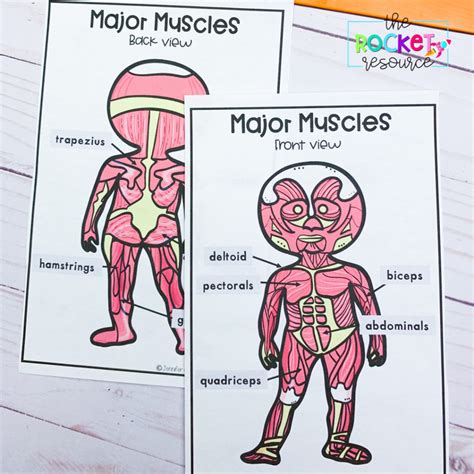 muscular system activities for kids Epub