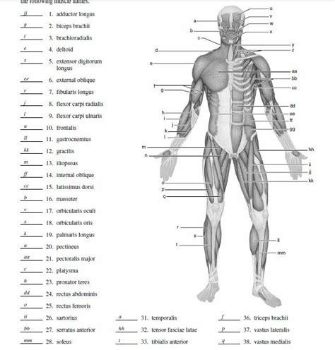 muscular system labeling study guide answer key PDF