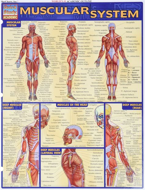 muscular system quickstudy academic Reader