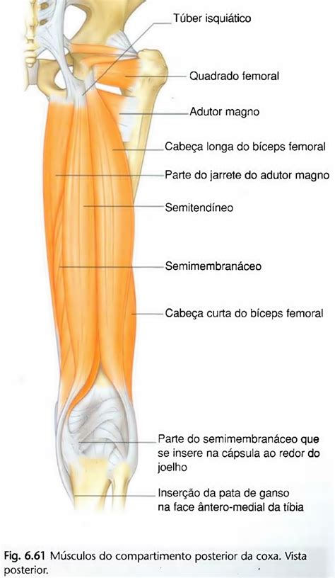 musculo adutor da coxa