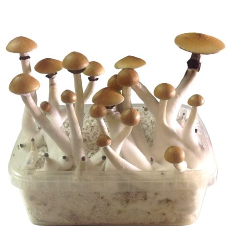 Mushroom Growing Kit Magic