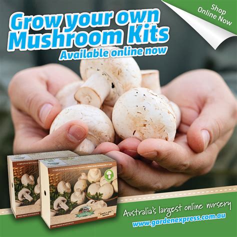 mushroom kits