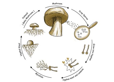 mushroom life cycle of a Epub