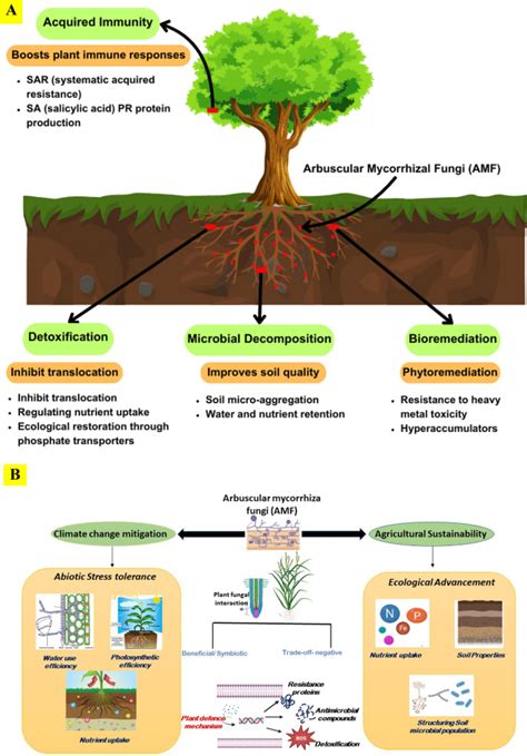 mushroomg1rl: Unlocking the Edible Potential of Mycorrhizal Fungi