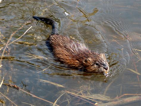 muskrat will be swimming Doc