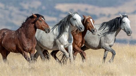 mustangs wild horses of the west 2015 square 12x12 multilingual edition Kindle Editon