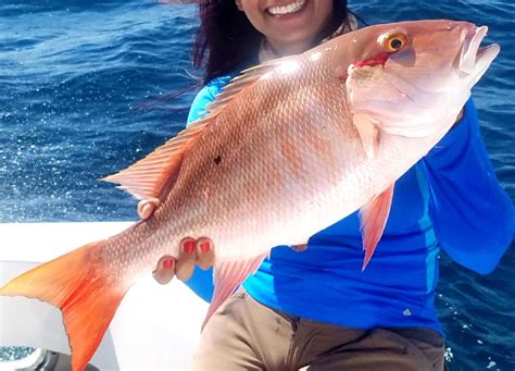 mutton snapper