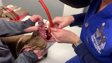 my dog has something stuck in his throat