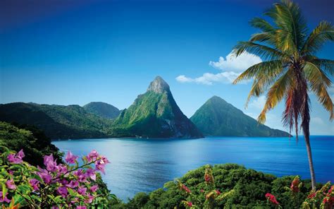 my island and i the nature of the caribbean Kindle Editon