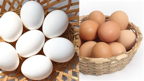 my necc manual guide Doc