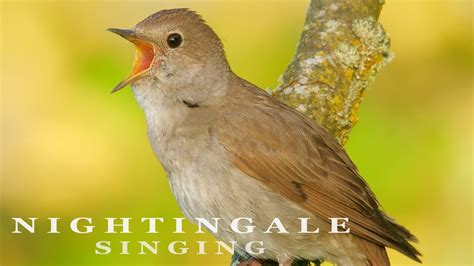 my nightingale is singing Reader