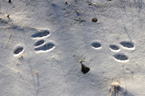 mystery tracks in the snow a guide to animal tracks PDF