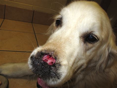 nasal carcinoma in dogs