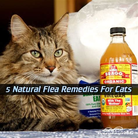 natural flea medicine for cats