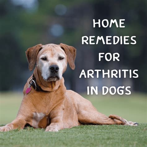 natural help for dogs with arthritis