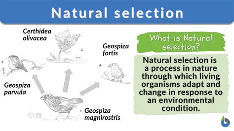 natural selection PDF