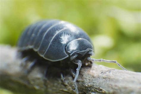 nature close up pill bugs and sow bugs and other custaceans Doc
