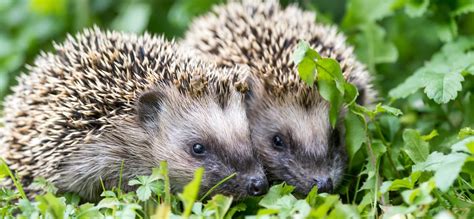 natuur in de alpen 120 dieren en planten in kleuren PDF