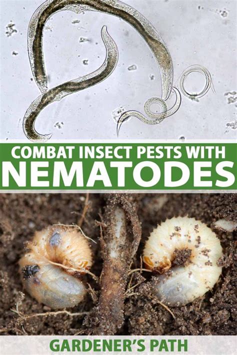 nematodes for fleas