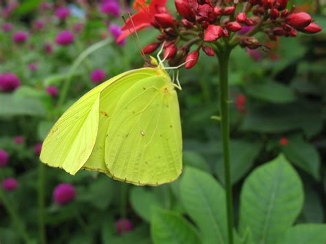 neon green butterfly