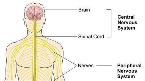 nervous system diagram 7th grade Kindle Editon
