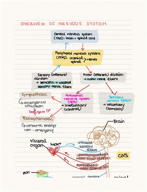 nervous systems study guide Reader