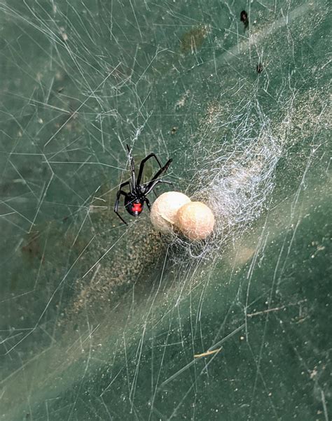 nest of black widow spiders