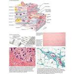 netter s essential histology netter s essential histology Epub