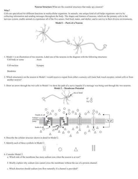 neuron structure pogil answers Epub