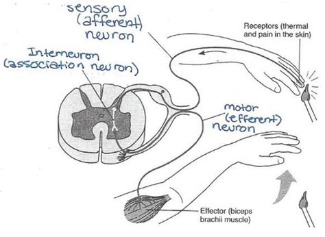 neuron-anatomy-and-physiology-exercise-13-key Ebook Kindle Editon