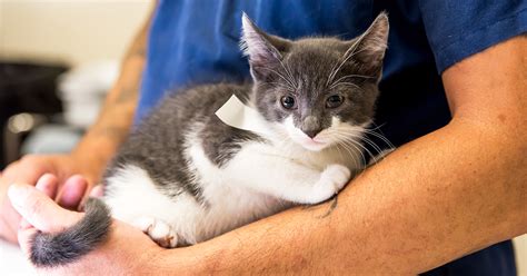 neuter clinics for cats near me