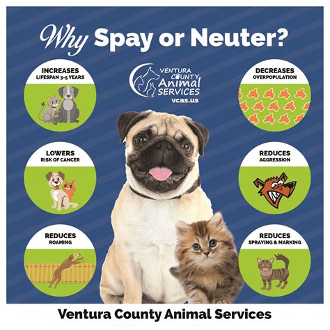 neutering services near me