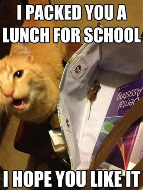 never let your cat make lunch for you PDF