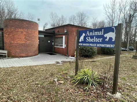 new haven animal shelter