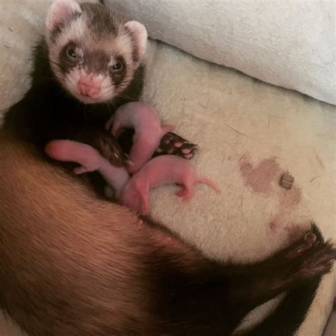 newborn ferrets