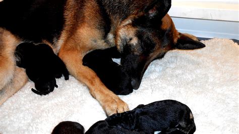 newborn german shepherd puppies