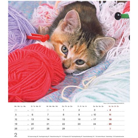 niedliche katzenkinder wandkalender tierkalender spiralbindung PDF