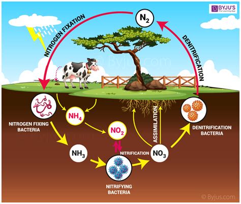 nitrogen goes thru the process of ___