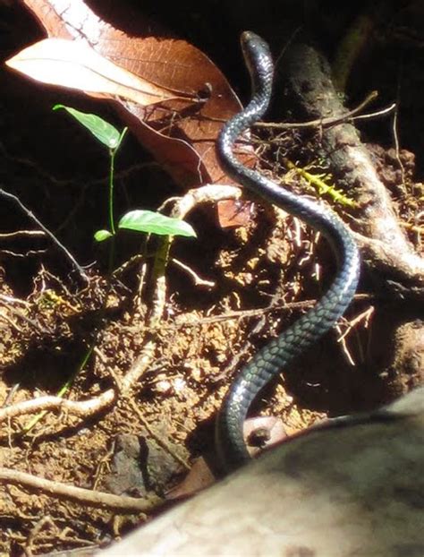 no, there are no native snakes in Palau