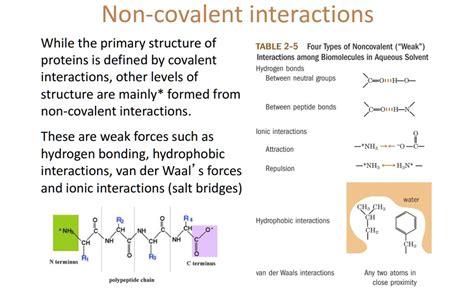 non covalent interactions in proteins PDF