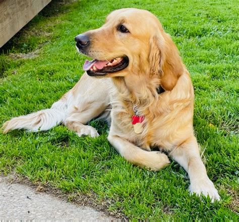 norcal golden retriever rescue