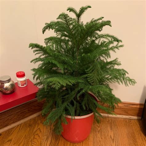 norfolk island pine fertilizer