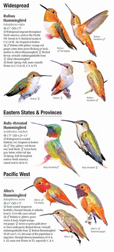 north american hummingbirds an identification guide Reader