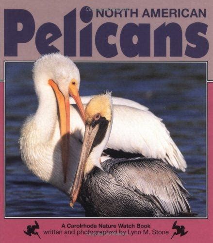 north american pelicans nature watch PDF