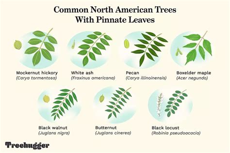 North American Tree Leaf Identification Chart