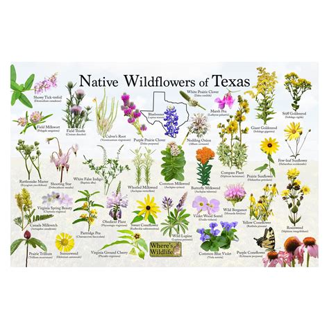 north central texas wildflowers field guide Doc