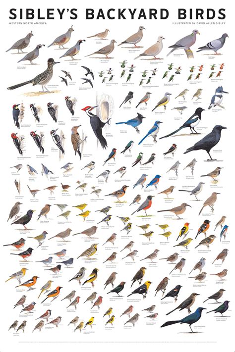 north-american-bird-identification-dichotomous-key Ebook Kindle Editon