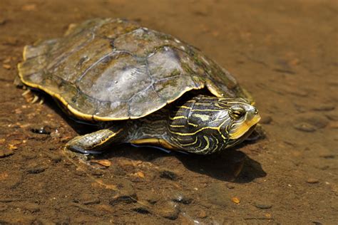 northern map turtle