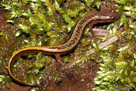 northern two lined salamander